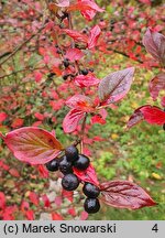 Cotoneaster niger (irga czarna)