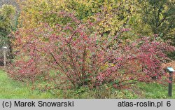 Cotoneaster niger (irga czarna)