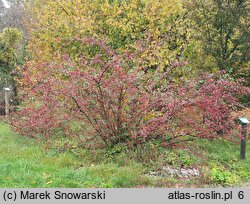 Cotoneaster niger (irga czarna)