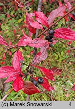 Cotoneaster niger (irga czarna)