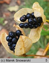 Belamcanda chinensis (belamkanda chińska)