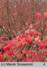 Euonymus alatus Compactus