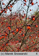 Euonymus alatus Compactus