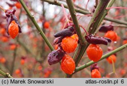 Euonymus alatus Compactus