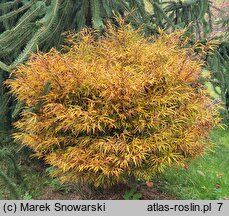 Fagus sylvatica Mercedes