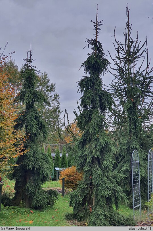 Picea abies Rothenhaus