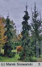 Picea abies Rothenhaus