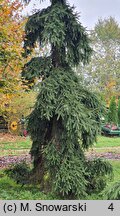 Picea abies Rothenhaus