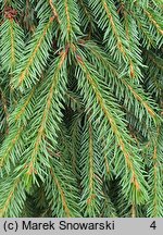 Picea abies Rothenhaus