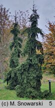 Picea abies Rothenhaus