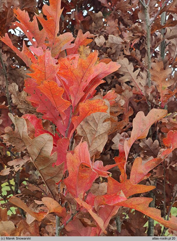 Quercus ×warei (dąb Ware'a)