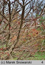 Euonymus alatus Pubescens