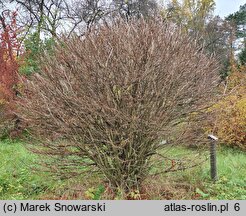 Euonymus alatus Pubescens