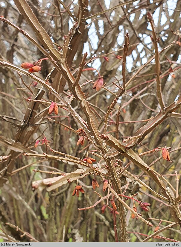 Euonymus alatus Pubescens