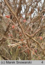 Euonymus alatus Pubescens