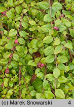 Symphoricarpos orbiculatus (śnieguliczka koralowa)