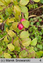 Symphoricarpos orbiculatus (śnieguliczka koralowa)