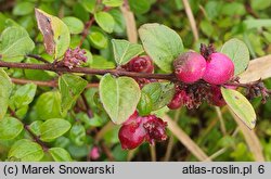 Symphoricarpos orbiculatus (śnieguliczka koralowa)