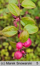 Symphoricarpos orbiculatus (śnieguliczka koralowa)