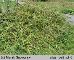 Symphoricarpos orbiculatus (śnieguliczka koralowa)