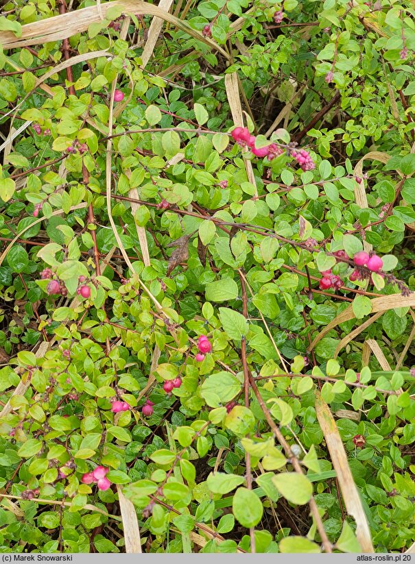 Symphoricarpos orbiculatus (śnieguliczka koralowa)