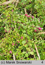 Symphoricarpos orbiculatus (śnieguliczka koralowa)