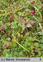 Symphoricarpos orbiculatus (śnieguliczka koralowa)