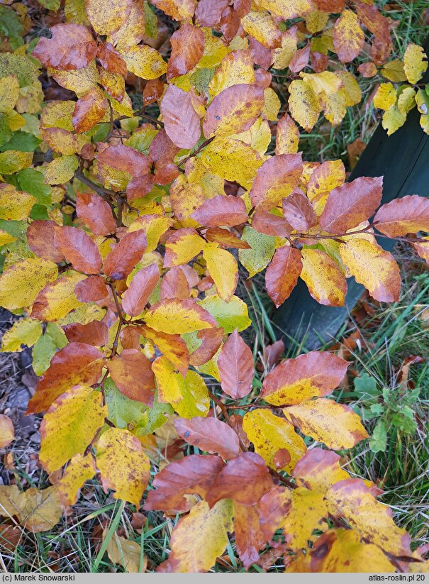 Fagus sylvatica s.str. Engeriana