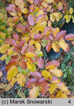 Fagus sylvatica Engeriana