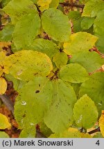 Fagus sylvatica s.str. Engeriana