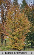 Fagus sylvatica s.str. Engeriana