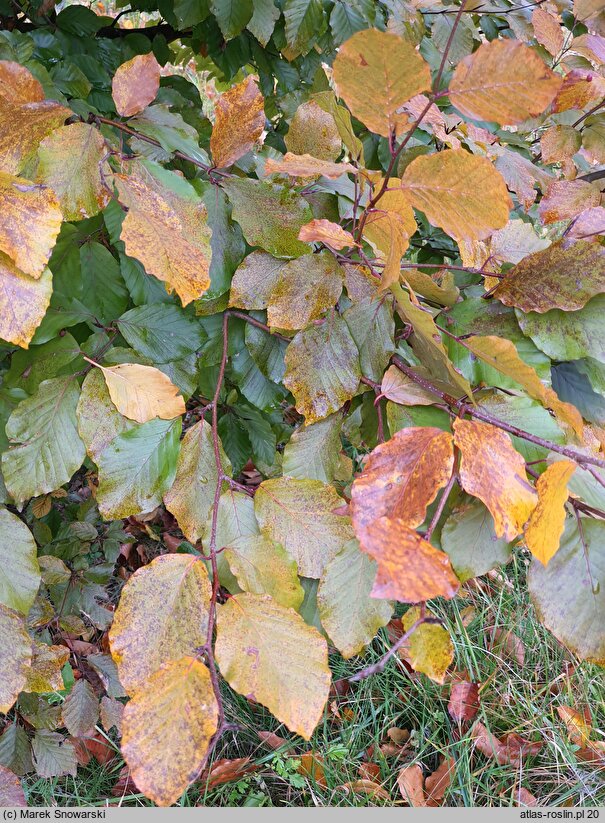 Fagus sylvatica s.str. Atropunicea