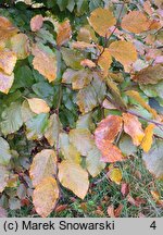 Fagus sylvatica s.str. Atropunicea