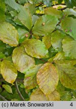 Fagus sylvatica s.str. Atropunicea