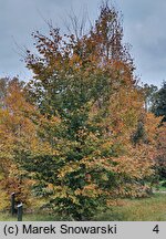 Fagus sylvatica s.str. Atropunicea