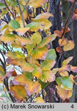 Fagus sylvatica s.str. Black Swan