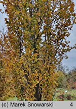 Fagus sylvatica s.str. Black Swan