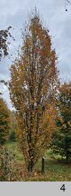 Fagus sylvatica s.str. Black Swan