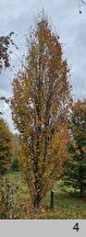 Fagus sylvatica Black Swan