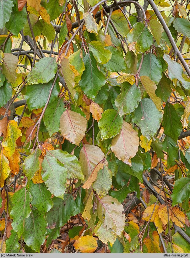 Fagus sylvatica s.str. Black Swan