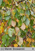 Fagus sylvatica Black Swan