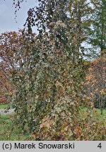 Fagus sylvatica s.str. Black Swan