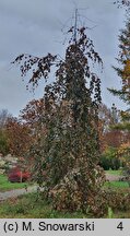 Fagus sylvatica s.str. Black Swan