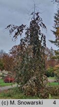 Fagus sylvatica Black Swan