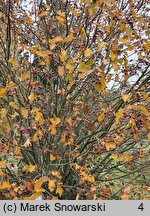 Sorbus torminalis (jarząb brekinia)