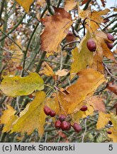 Sorbus torminalis (jarząb brekinia)