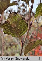 Betula medwediewii (brzoza Miedwiediewa)