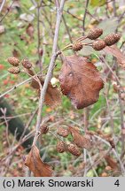 Betula medwediewii (brzoza Miedwiediewa)