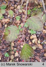 Betula medwediewii (brzoza Miedwiediewa)