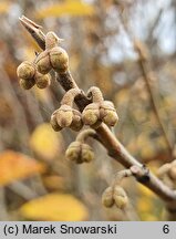 Hamamelis japonica (oczar japoński)